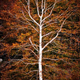 Illustration for article titled Shooting Challenge Fall Leaves Gallery 11